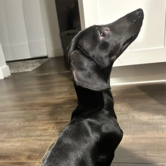 Merlin