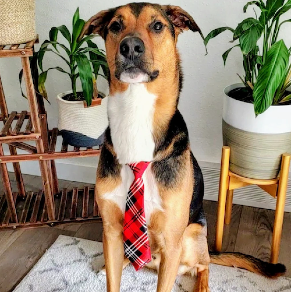 Duke